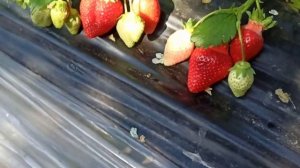 Вот-ето  да. массовое созревание клубники  Альба , Клери. #клубника #альба #Клери.