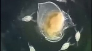 Daphnia magna - Ecdysis (molting)