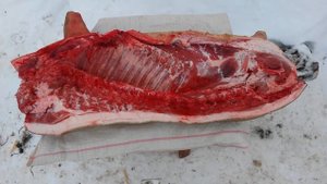 ⭕Вьетнамские свиньи. 7месяцев. Тушка в разрезе. ВВС. ВВП. ЛПХ. #ВИСЛОБРЮХИЕ