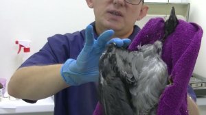 ШВО  Школа ветврача орнитолога Чугуевского.  Как можно определить травму крыла у птицы . 05.07.2024