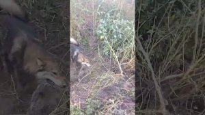 ЗСЛ Экбар (Барин) охота на барсука, Омск