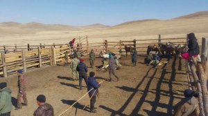 Даага дэлэн. Зугалай 2023. Коневоды. Забайкальский край, Могойтуйский район