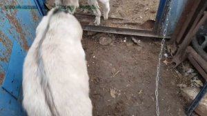 СЛУЧКА (СПАРИВАНИЕ) КОЗ. ПОПОЛНЕНИЕ В ХОЗЯЙСТВЕ. Охота у козы.