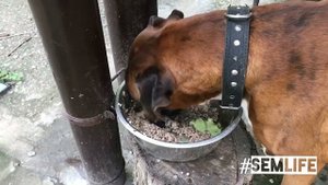 Сухой корм или натуралка (натуральная еда) для собак: а у вашей собаки такой же аппетит?