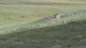 Тарбаган (монгольский сурок) хребет Хаан-Когей 2