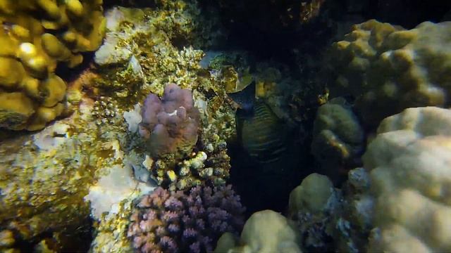 Рыба-хирург. Красное море. Египет