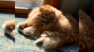 Персидская кошка. Плюсы и минусы, Цена, Как выбрать, Факты, Уход, История