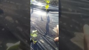 Ручная сажалка. Высадка  перца под плёнку мулчу