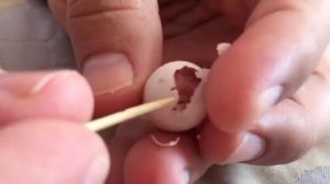 Рождение волнистого попугая