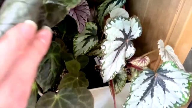 ОБЗОР БЕГОНИЙ [Бегонии подросли и переехали в застеклённый шкаф] смотреть онлайн