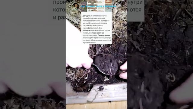 живой корм дрозду размножение дождевых червей bird food