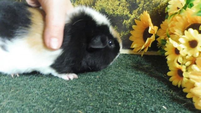 Мой НОВЫЙ питомец МАРСИАНИН - Марсель, Марсик, Марсюша 20.09.23 #морскаясвинка #американскийтедди смотреть онлайн