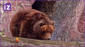 Медведи вышли из спячки в Московском зоопарке, знаменуя весну / Известия