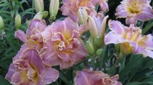 Лилейник махровый Анлок зе Старс. Активист!Всегда обильное и длительное цветение.