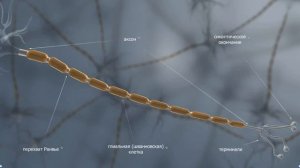 Нейрон, нервная ткань | Анатомия человека | Биология