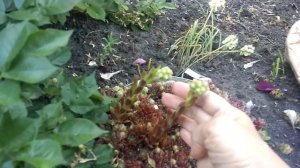 Цветение клематиса Виль де Леон, розы Розариум Ютерсен, цветочек Каллы