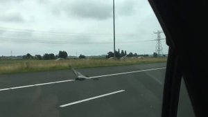 Голубь летит со скоростью 100 км/ч.