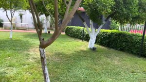 Турецкая Ночь в отеле Viking Garden 4 Кемер Турция 2023