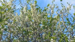 Цветет тернослив