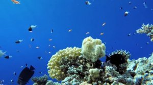 Brian Eno -  Deep Blue Day