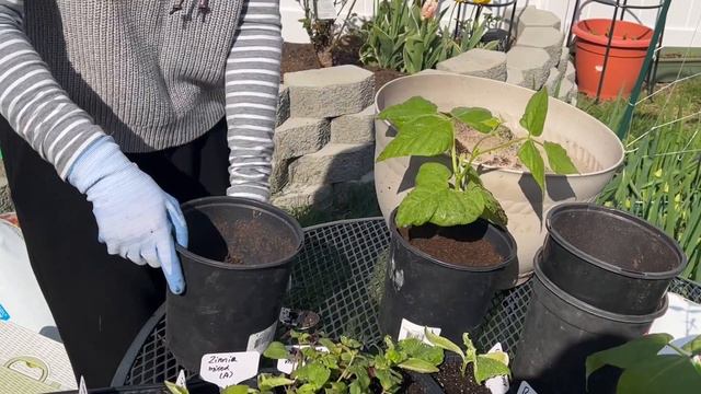 57 不管疫情多难，日子还是要过Transplanting vegetable & flower seedlings at home garden смотреть онлайн