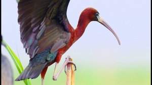 Каравайка (Plegadis falcinellus) - Glossy ibis