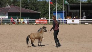 Породы лошадей: АМЕРИКАНСКАЯ МИНИАТЮРНАЯ лошадь #ИППОсфера 2021