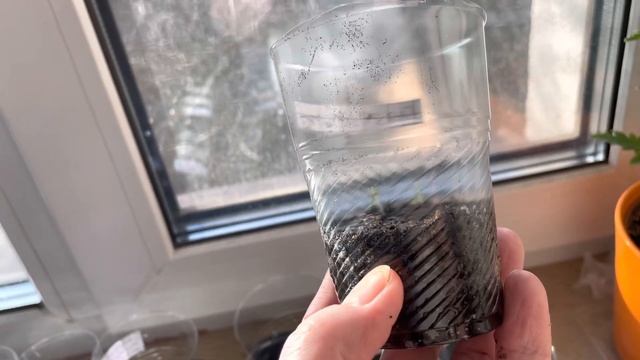 Удобный полив рассады. смотреть онлайн