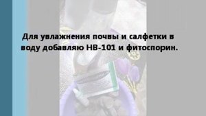 Посев бегонии на салфетку.