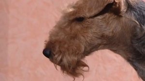 Вельштерьер глазами заводчика #вельштерьер #породысобак