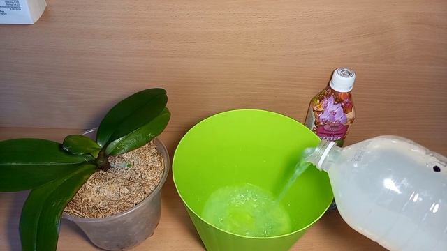 Реанимированная в горячей воде орхидея спустя месяц. Полив орхидеи Фаленопсис.