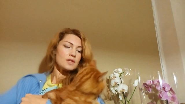 СОДА ВНУТРЬ ОТ КАМНЕЙ В ПОЧКАХ ДЛЯ ЛЕЧЕНИЯ КОШКИ И ДРУГИХ ЖИВОТНЫХ ?