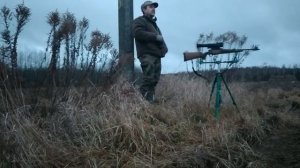 Охота на лисицу с манком. Добыл лисицу!