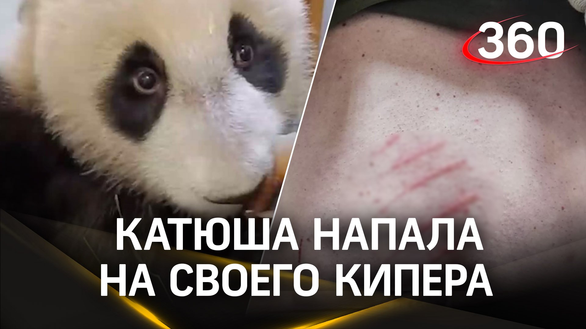 Панда Катюша из Московского зоопарка внезапно напала на своего кипера Игоря