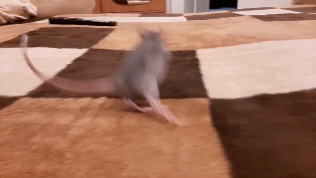 Прогулка крысёнка по огромной кровати первый раз в жизни смотреть онлайн