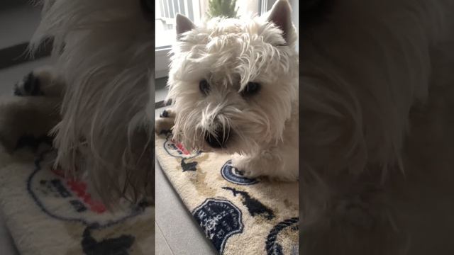 funny dog after shower. смешной пес после душа