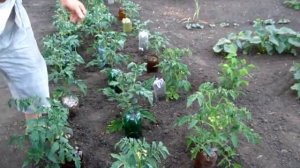 БУТЫЛОЧНО КАПЕЛЬНЫЙ ПОЛИВ ПОМИДОР В ОТКРЫТОМ ГРУНТЕ
