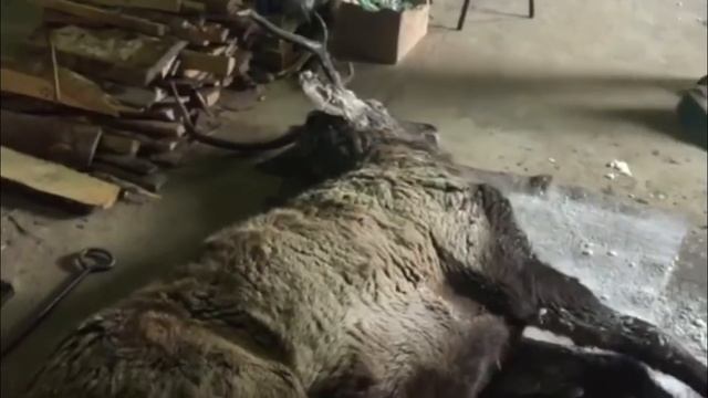 Спасение изюбря в Баргузинском районе. смотреть онлайн