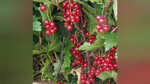 Хорошо в деревне летом..))