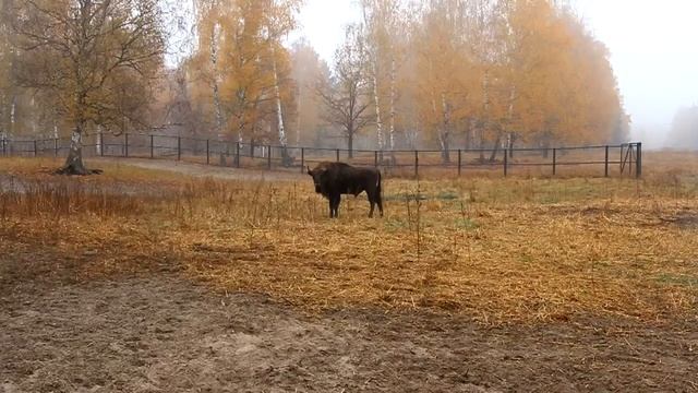 Окский заповедник. Посещение зубрового питомника смотреть онлайн