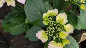 Гортензия серии Royalty Гортензия конфетти Пантер