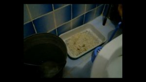 КАК ПРИУЧИТЬ КОТА К ЛОТКУ [ЛайфХак]