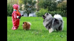 Порода собак Кеесхонд Вольфшпиц