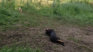 Пулька и кот на охране укрепа.