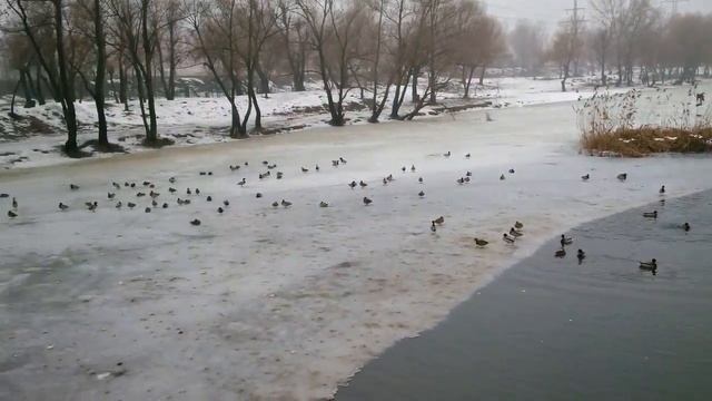 Кормим уток в парке смотреть онлайн