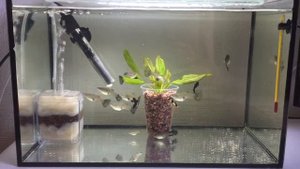 Разведение гуппи панда. 2 дня и потомство на выходе. Poecilia reticulata