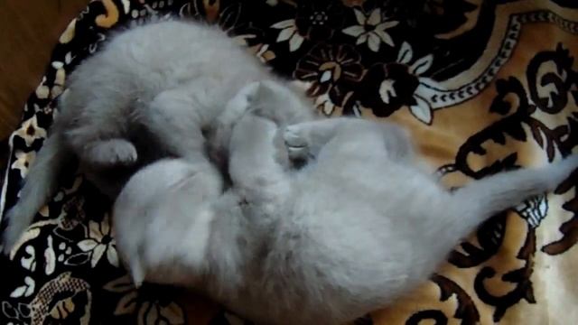Шотландские котята , лилового окраса, Scottish fold