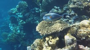 ЕГИПЕТ-2023-ШАРМ. #38 - ЧЁТКО! ВДОЛЬ КОРАЛЛОВ от PALMA BEACH до EL FANAR. ПОДВОДНЫЙ МИР. ДЕНЬ 9