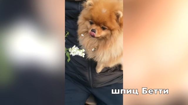 Щенкам шпица 84 дня – 12 недель. Какие титулы у родителей щенков. Шпиц Бэтти сестра Бэллы