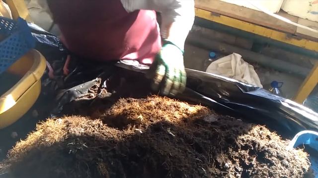 Маточный корень малины Поклон Казакову, очищаю корень от грунта. Сезон 2021 смотреть онлайн